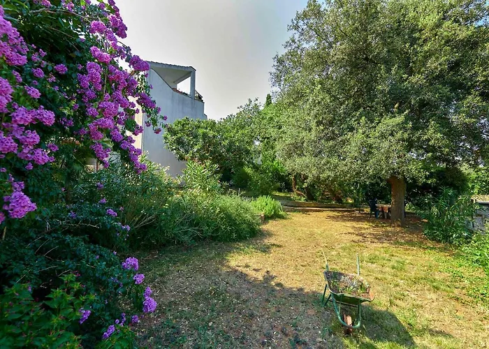 Dracice 1019 반졸레